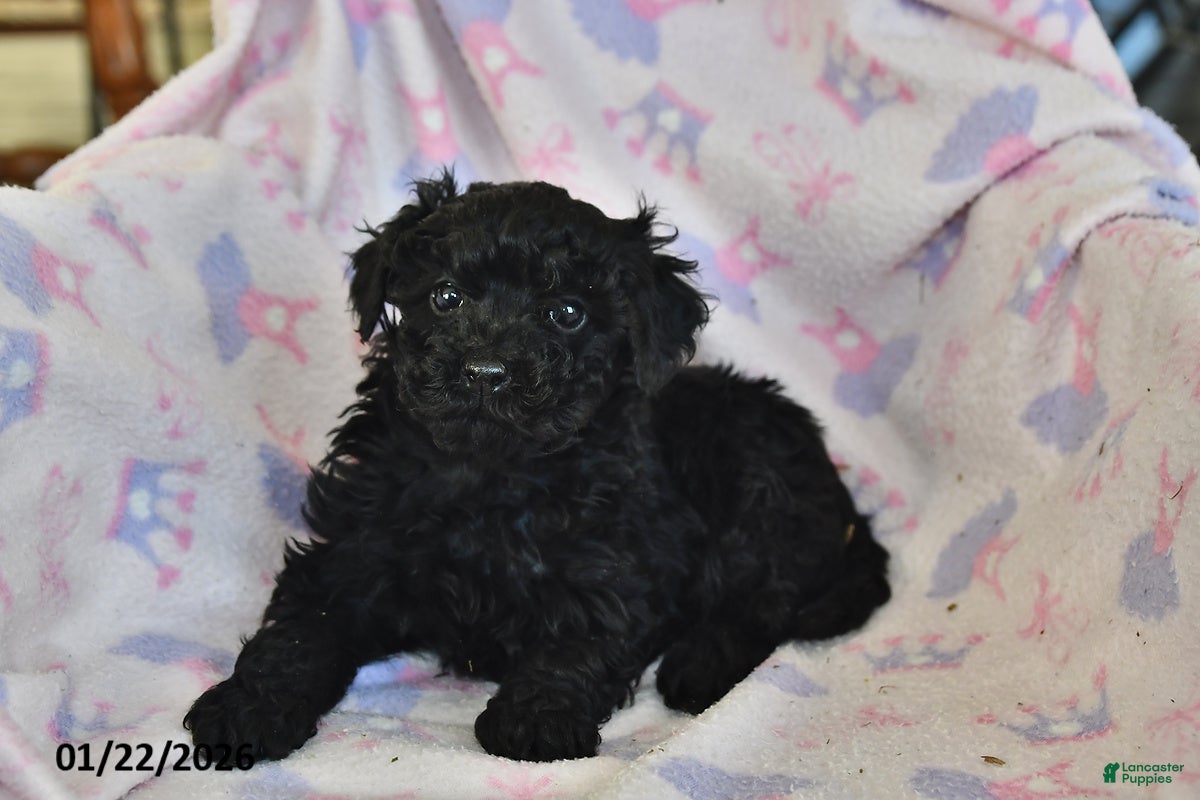 Miniature Poodle dogs Jasper - Ad 2