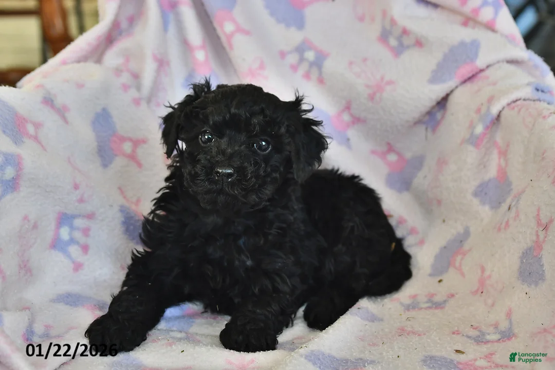 Miniature Poodle dogs for sale: Jasper - Ad 2