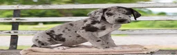Great Dane dogs for sale: Griffin - Ad 4