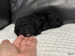 Toy Poodle dogs Muffin - Ad 29