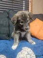 Mixed Breed Puppy 11