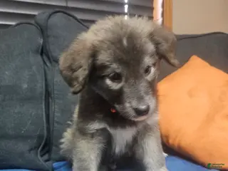 Mixed Breed dogs Mixed Breed Puppy 11 - Ad 10