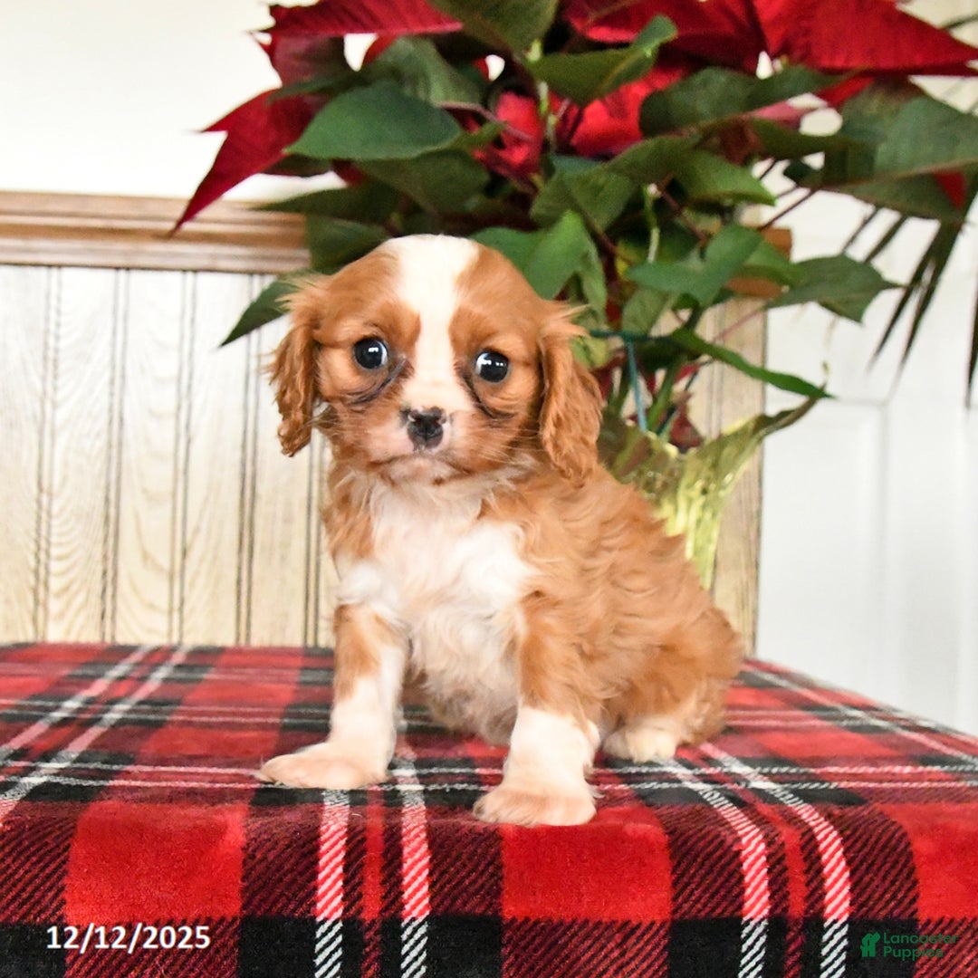Cavalier King Charles Spaniel dogs for sale: Claire - Ad 2