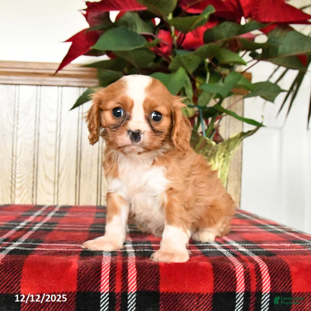 Cavalier King Charles Spaniel dogs for sale: Claire - Ad 5