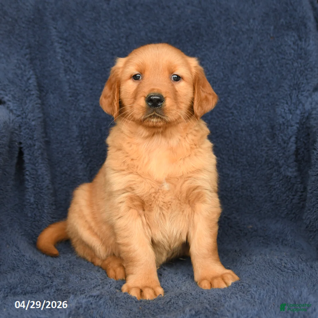 Golden Retriever dogs for sale: Maddy - Ad 1