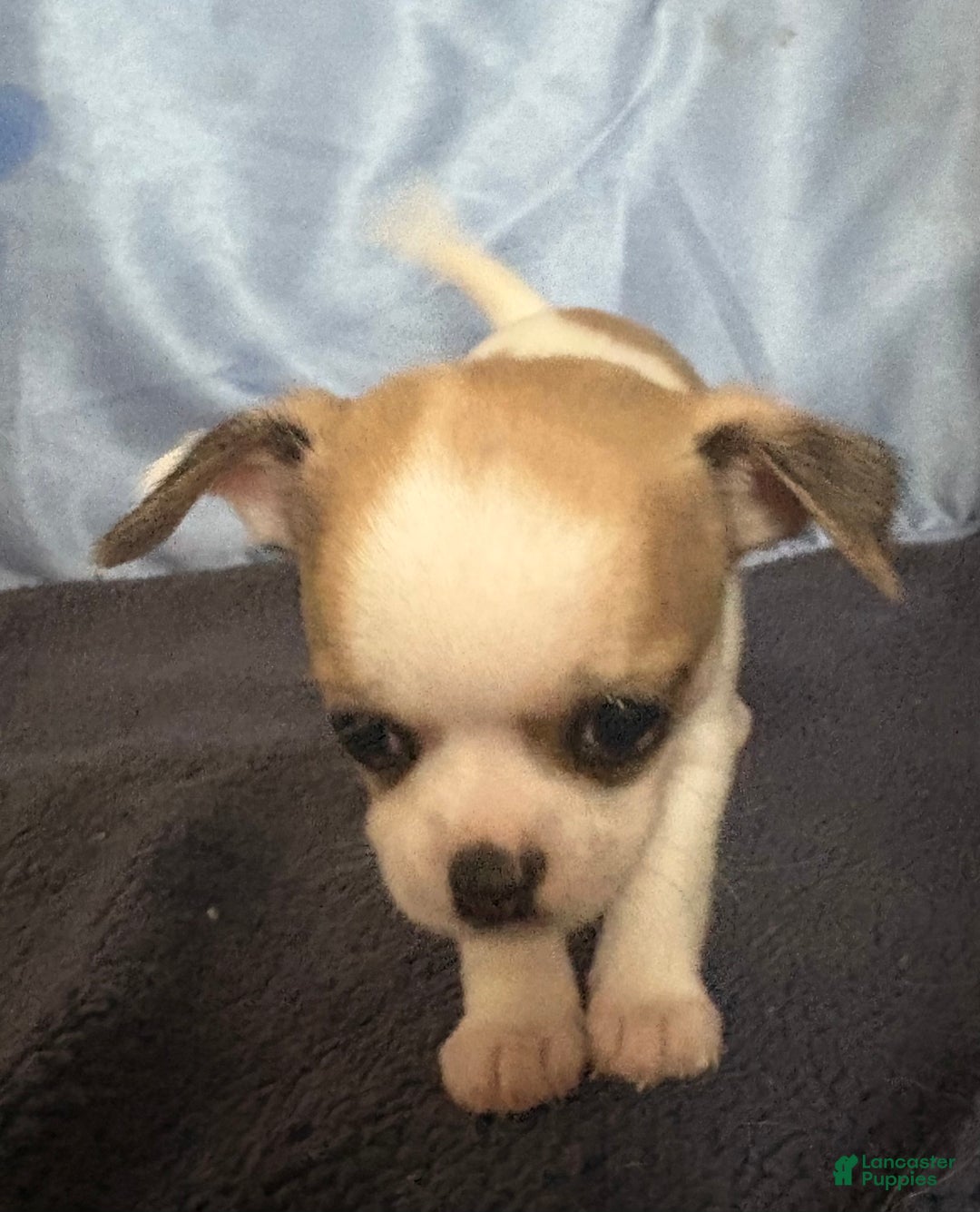 Chihuahua dogs for sale: Chihuahua Puppy 2 - Ad 4