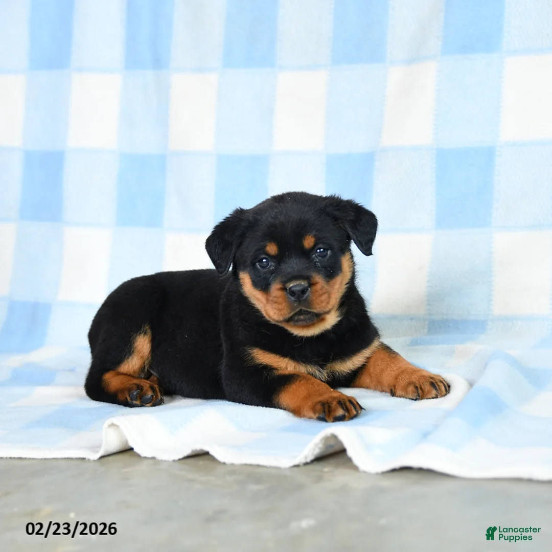 Rottweiler dogs for sale: Whisper - Ad 2