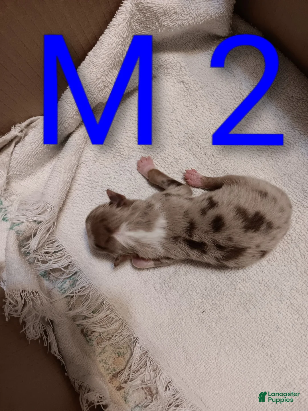 Australian Shepherd dogs for sale: Australian Shepherd 2 - Ad 1