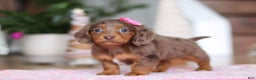 Miniature Dachshund dogs for sale: Elsa  - Ad 8