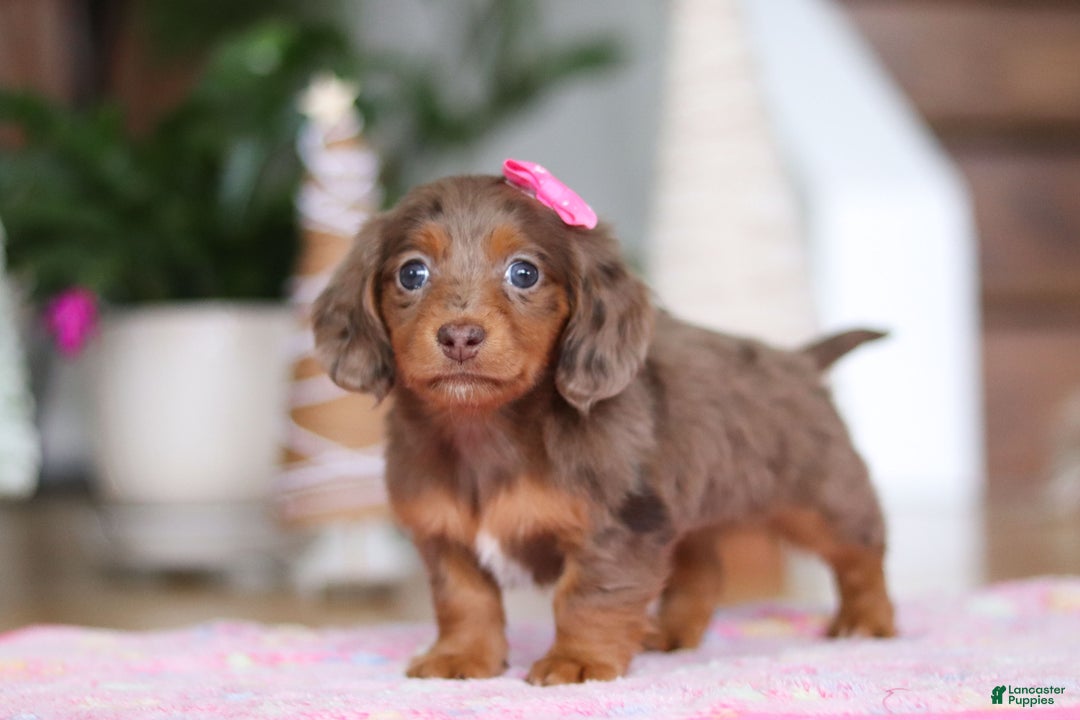 Miniature Dachshund dogs for sale: Elsa  - Ad 8