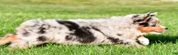 Miniature Australian Shepherd dogs for sale: Anika - Ad 17