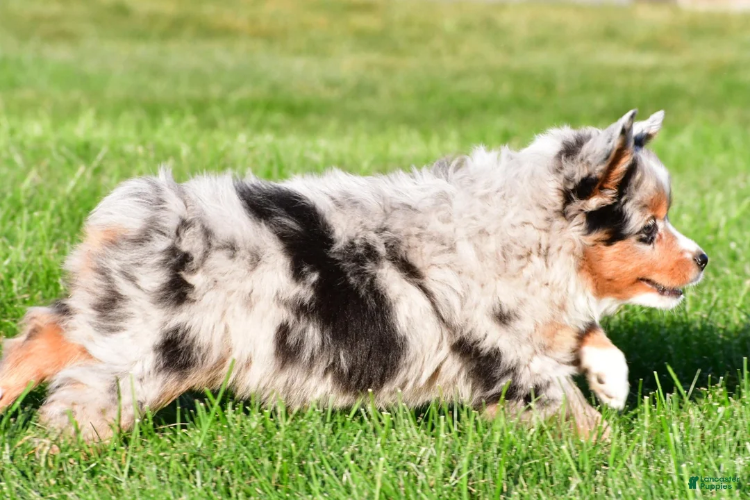 Miniature Australian Shepherd dogs for sale: Anika - Ad 17