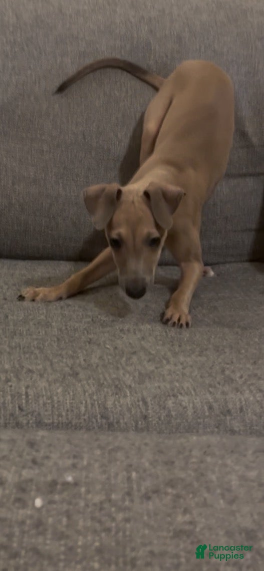 Italian Greyhound dogs for sale: Champagne  - Ad 2