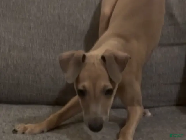 Italian Greyhound dogs for sale: Champagne - Ad 2
