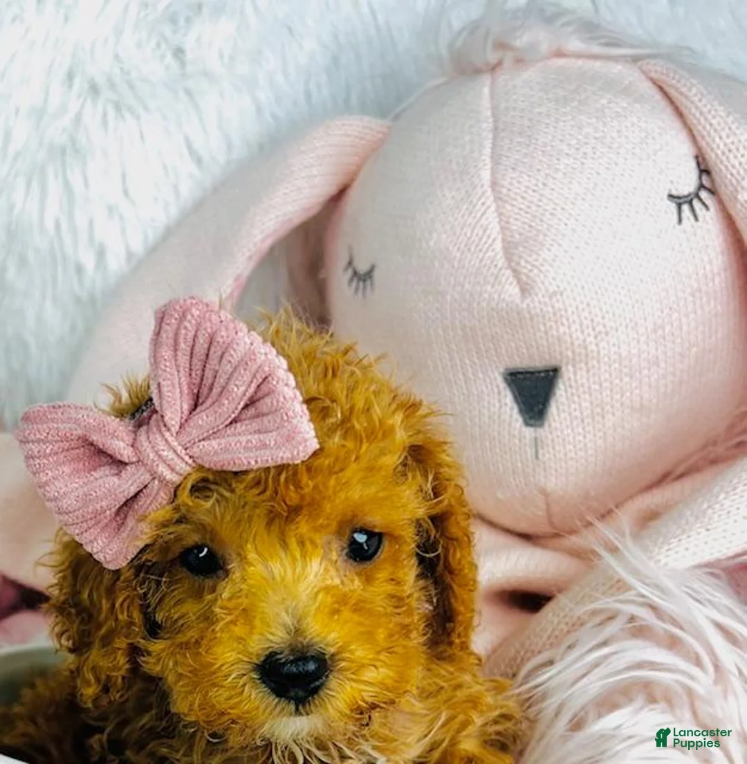 Miniature Poodle dogs for sale: Miniature Poodle Puppy 1 - Ad 1