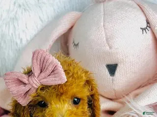 Miniature Poodle dogs Miniature Poodle Puppy 1 - Ad 12