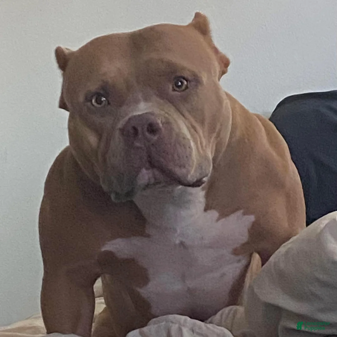 American Bully dogs for sale: American Bully Puppy 1 - Ad 3