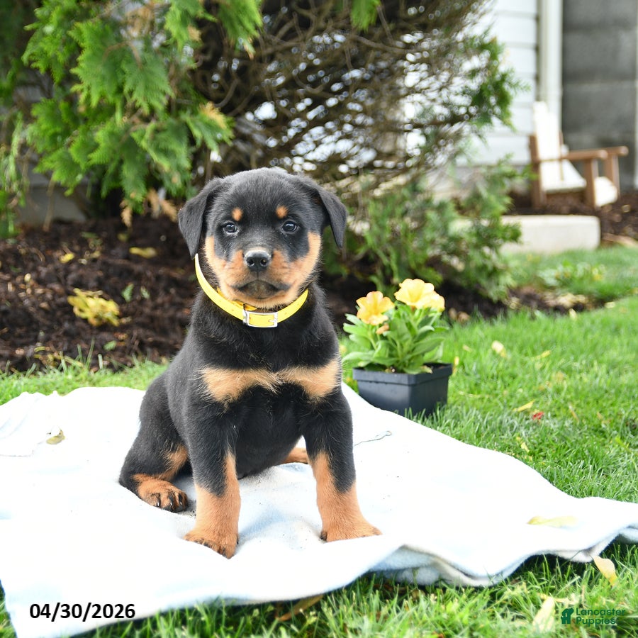 Rottweiler dogs for sale: Vinny - Ad 1