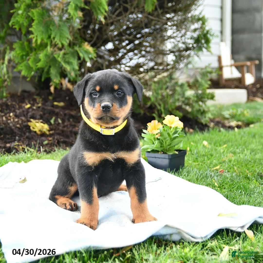 Rottweiler dogs for sale: Vinny - Ad 1