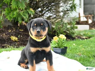 Rottweiler dogs for sale: Vinny - Ad 1