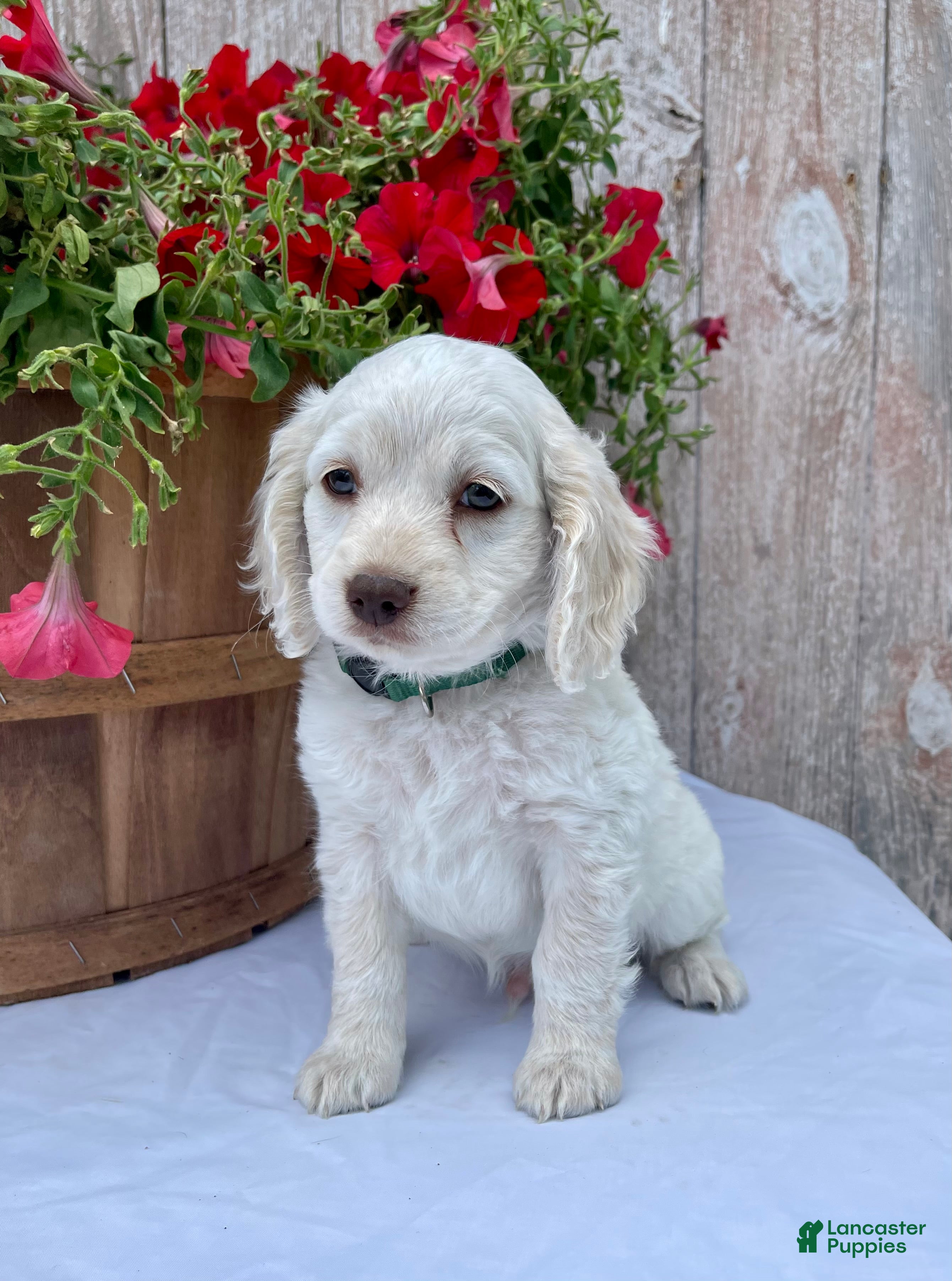 Cockapoo dogs Meeko - Ad 2