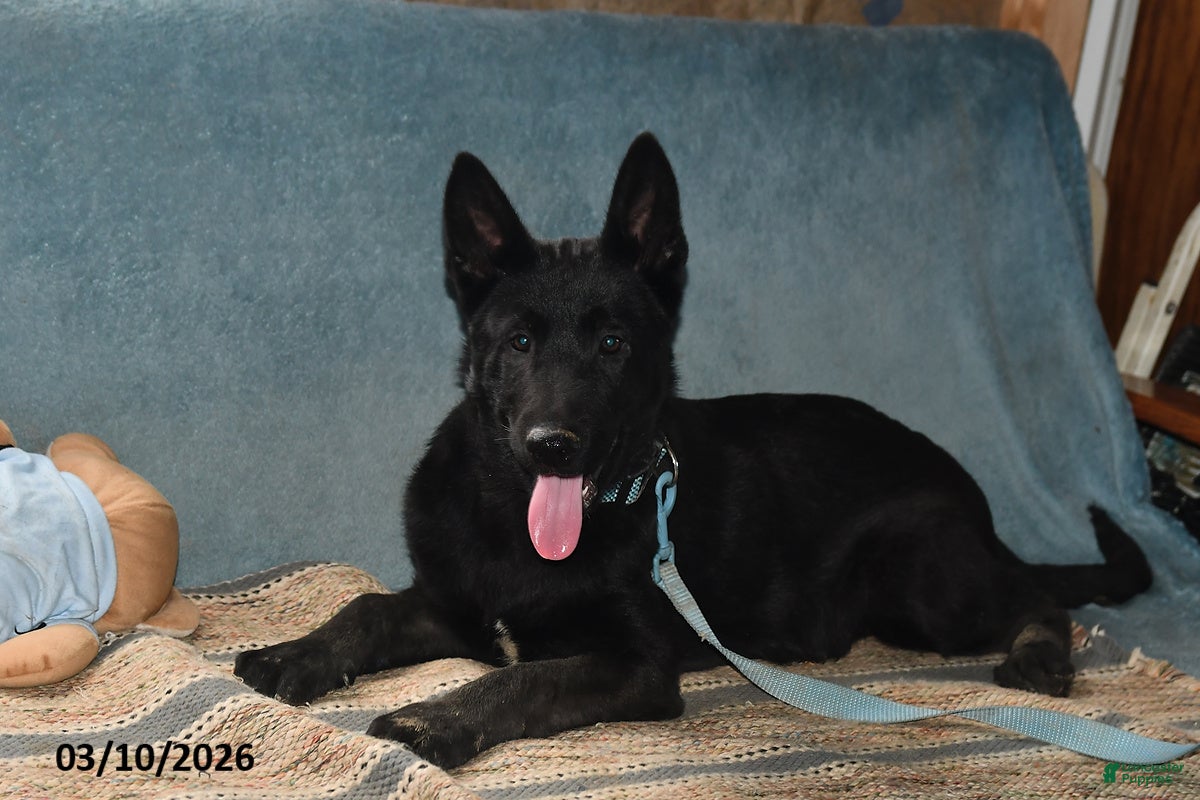 Belgian Malinois dogs Leo - Ad 1