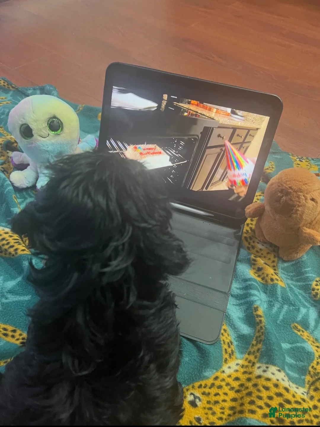 Shihpoo dogs for sale: Shihpoo Puppy  - Ad 2