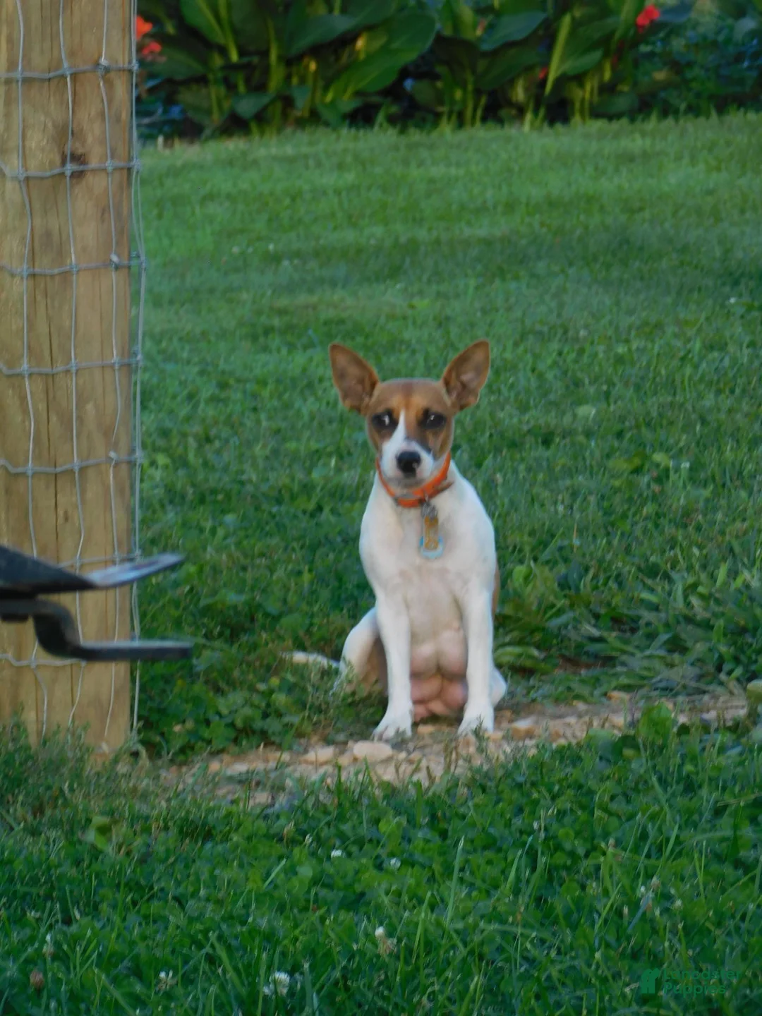 Jug dogs for sale: Olivia - Ad 4