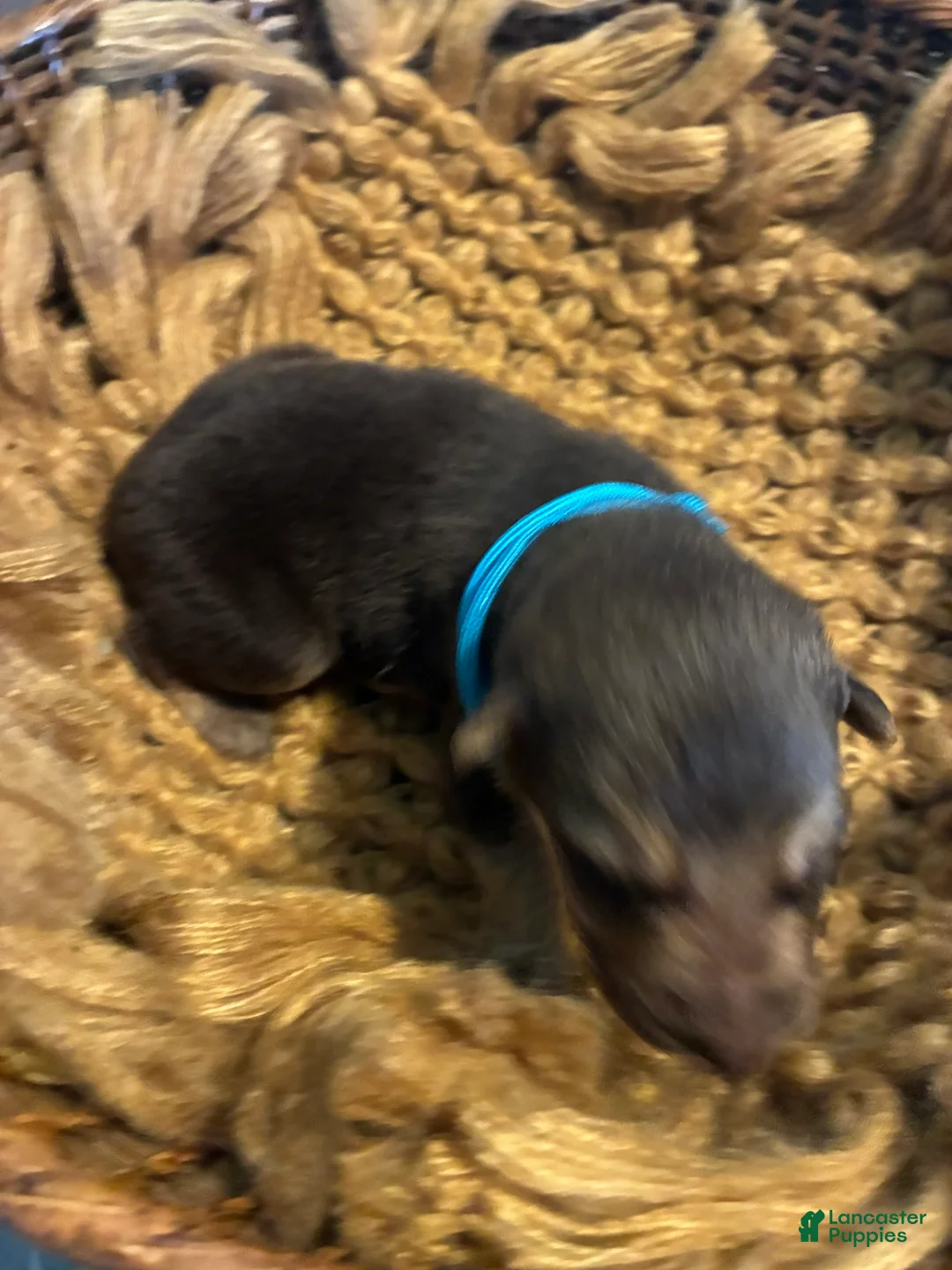 German Shepherd dogs for sale: Oak - Ad 5
