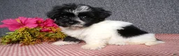 Havanese dogs for sale: Kandi - Ad 5