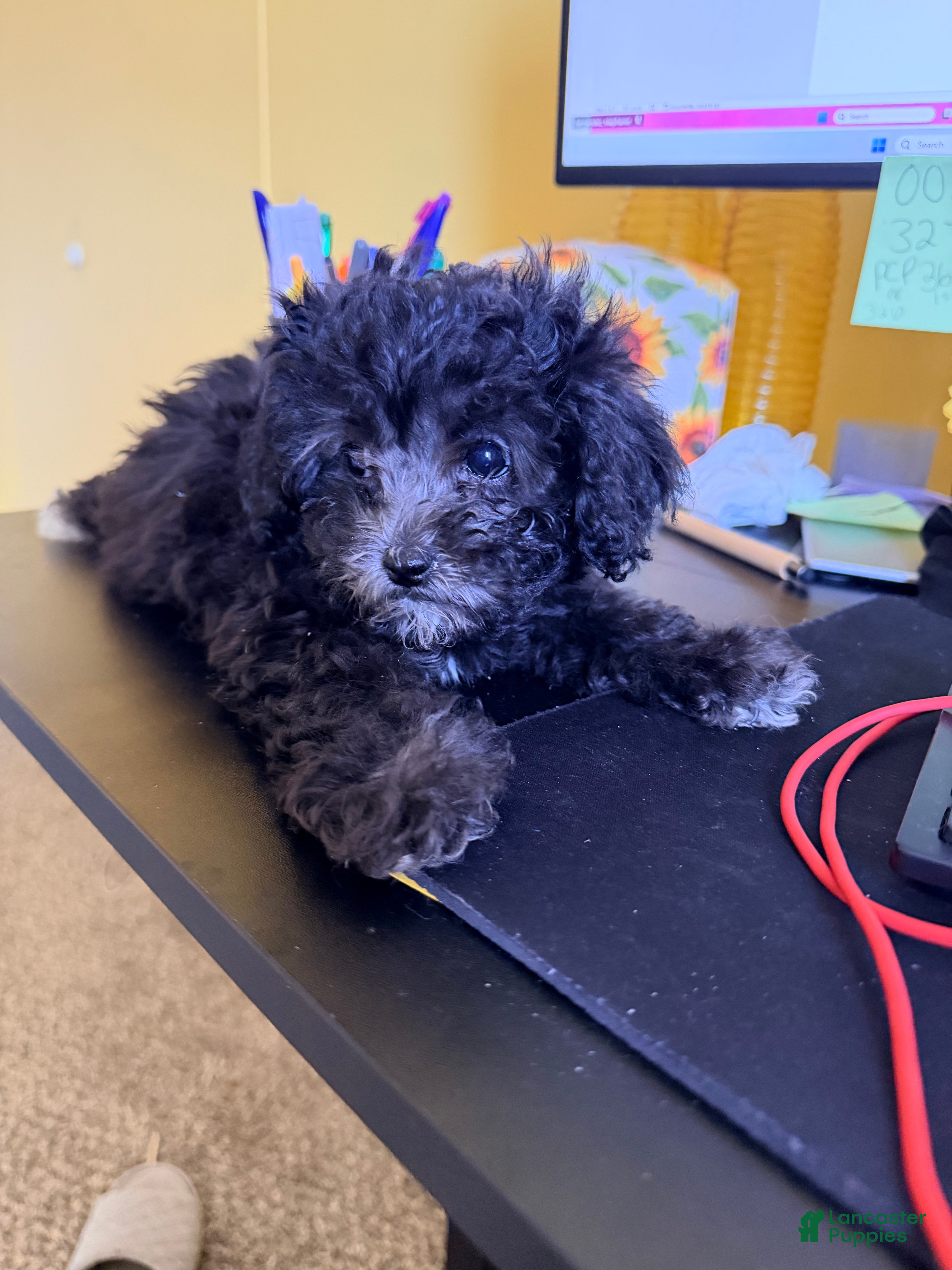 Shihpoo dogs Shihpoo Puppy 2 - Ad 2