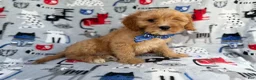Cavapoo dogs for sale: Conner - Ad 3