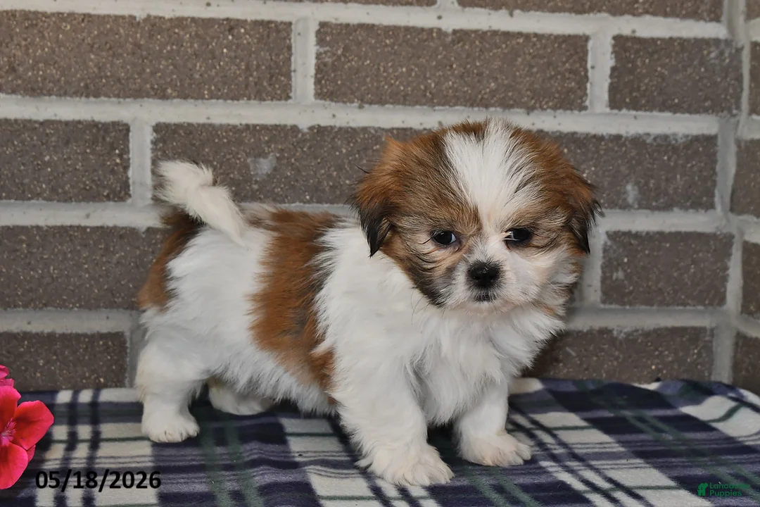 Shih Tzu dogs for sale: Karla - Ad 2