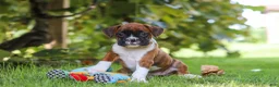 Boxer dogs for sale: Dally - Ad 9