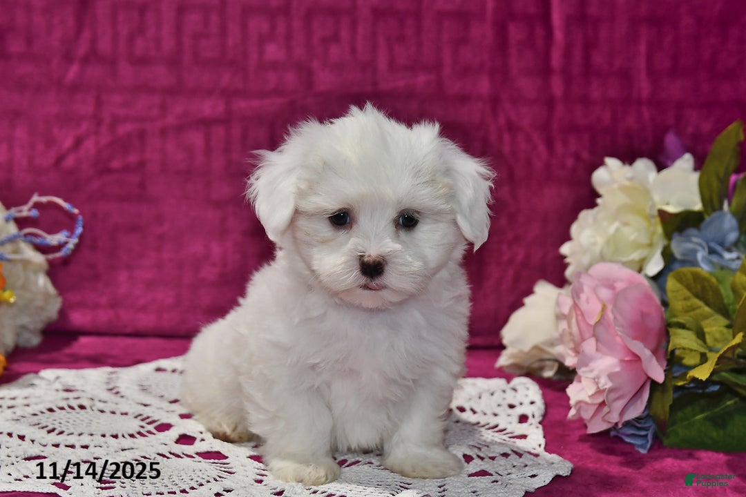 Maltipoo dogs for sale: Calvin - Ad 3