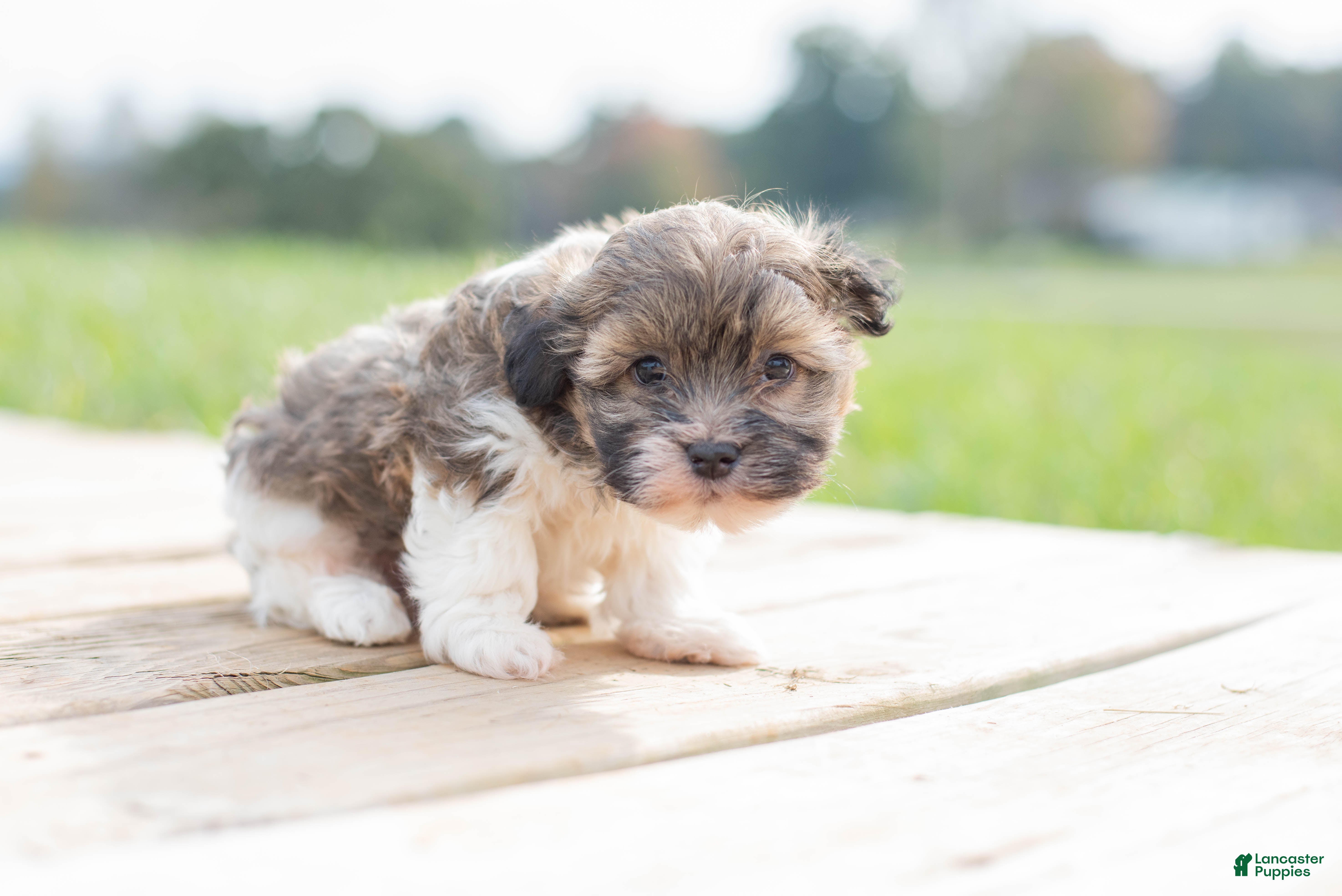 Havanese dogs for sale: Havanese 1 - Ad 2