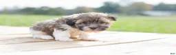 Havanese dogs for sale: Havanese 1 - Ad 2