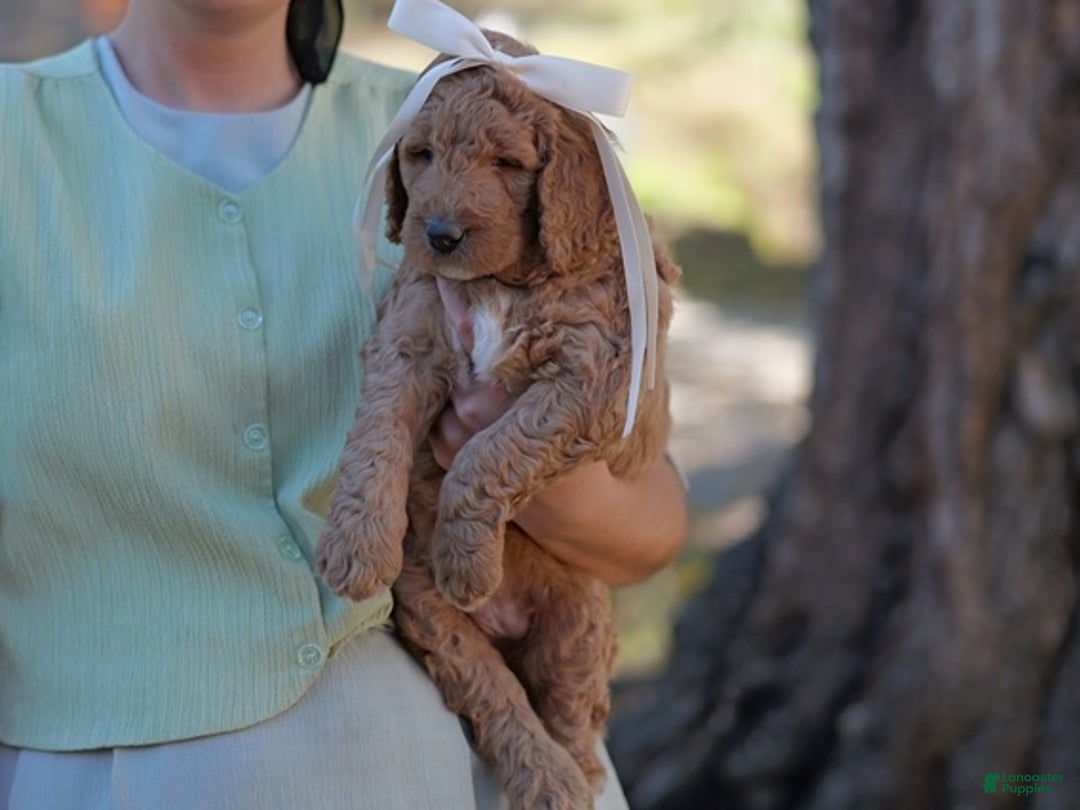 Standard Poodle dogs for sale: Mariachi - Ad 2