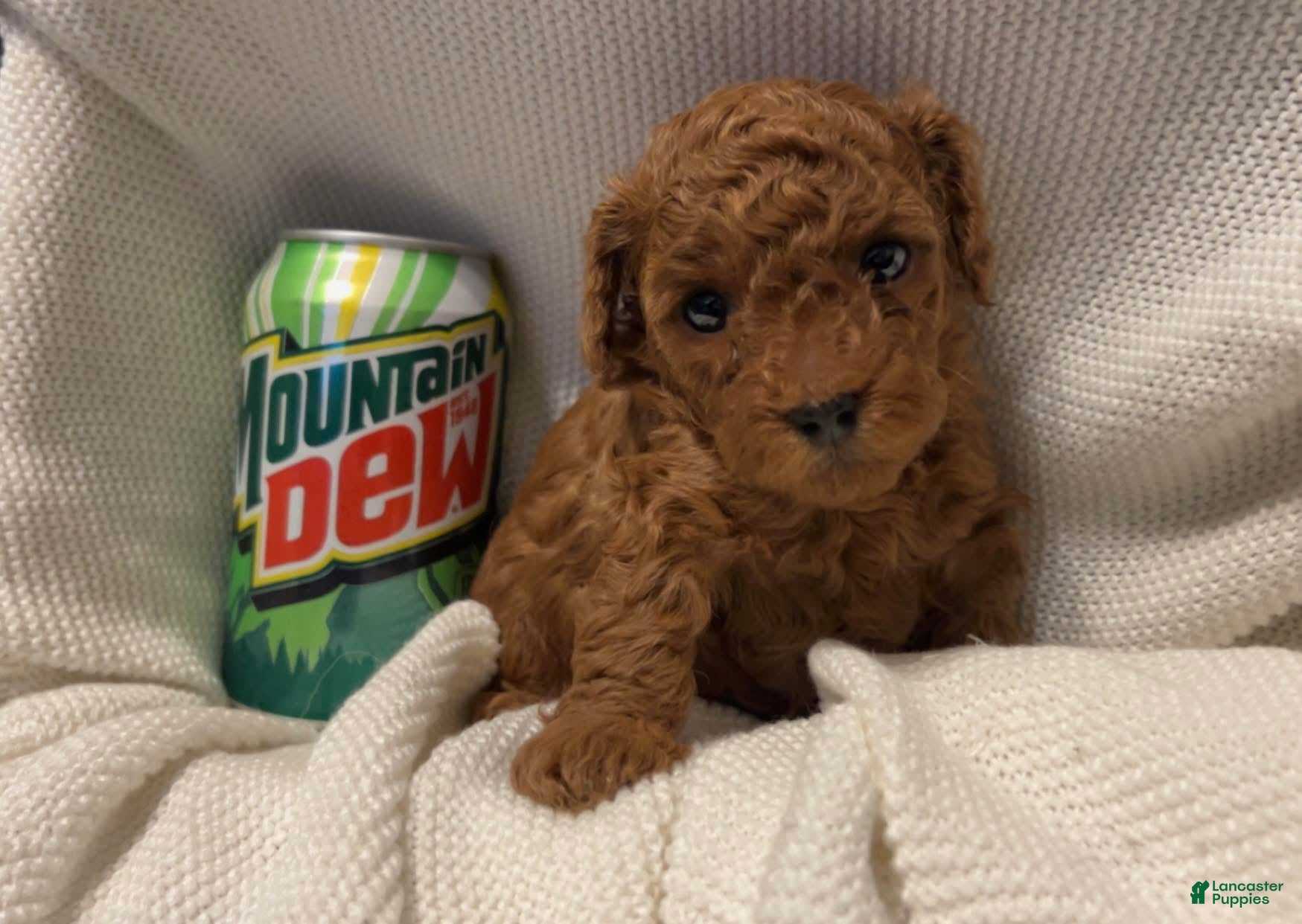 Toy Poodle dogs Dorthy - Ad 32
