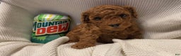 Toy Poodle dogs for sale: Dorthy - Ad 1