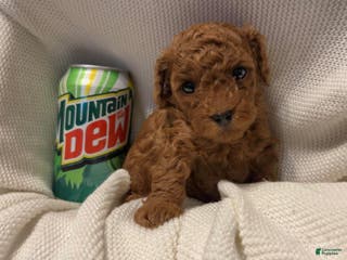 Toy Poodle dogs Dorthy - Ad 32