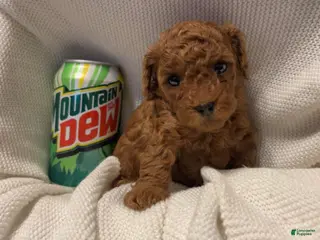 Toy Poodle dogs Dorthy - Ad 30