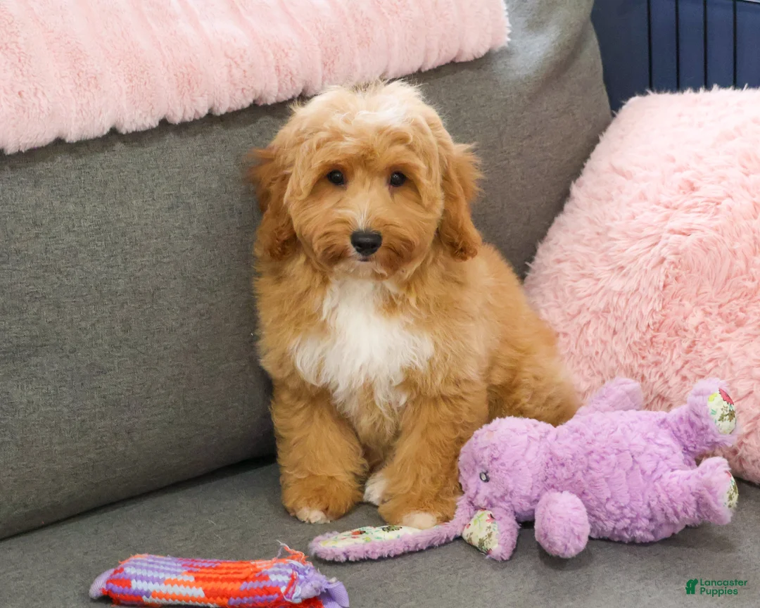 Mini Goldendoodle dogs for sale: Fettuccine  - Ad 1