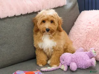 Mini Goldendoodle dogs Fettuccine - Ad 31