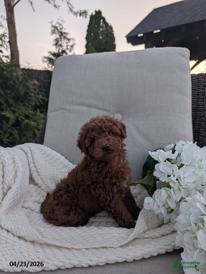 Cavapoo dogs Carly - Ad 1