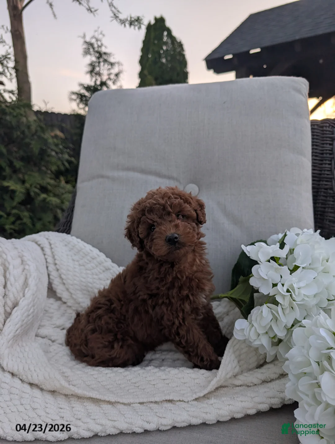 Cavapoo dogs for sale: Carly - Ad 1
