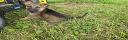 German Shepherd dogs for sale: Girl - Ad 4