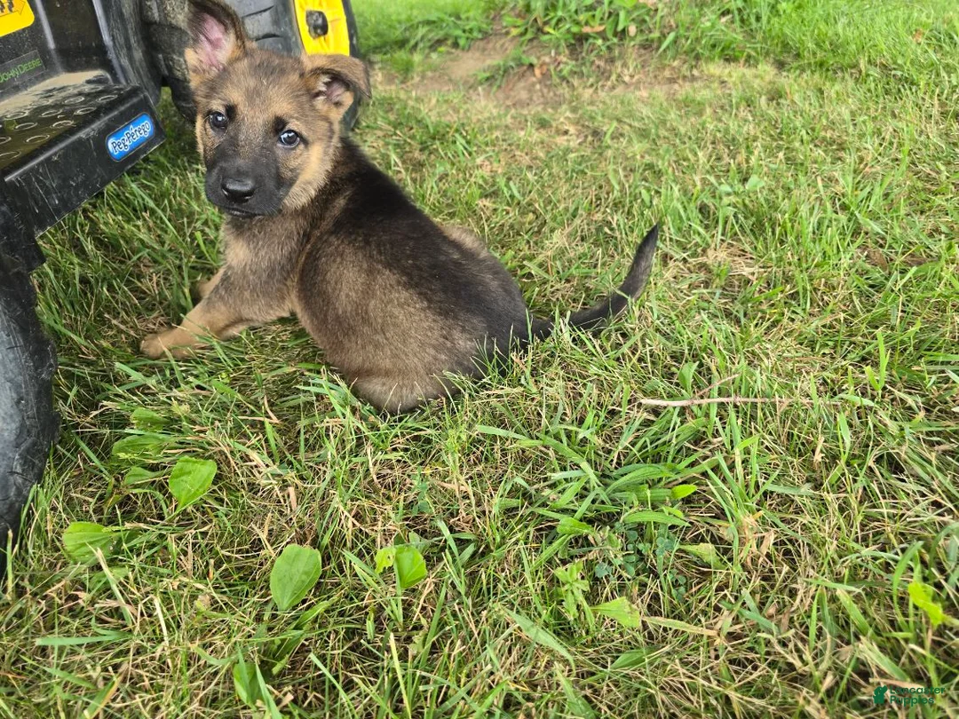 German Shepherd dogs for sale: Girl - Ad 4