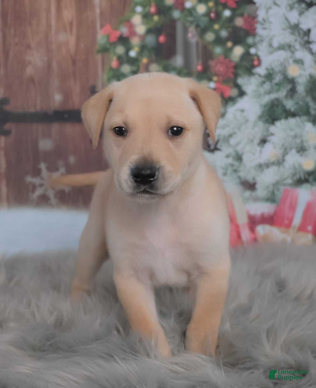 Mixed Breed dogs for sale: Turkey - Ad 2