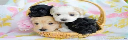 Schnoodle dogs for sale: Siren - Ad 4